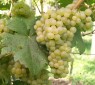 Chasselas Blanc 