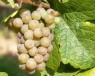 Traminer Rot = Gewürztraminer 