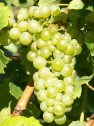 Traube der Sorte Chardonnay 