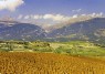 Weinberge am Hang bei Salgesch 