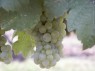 Riesling