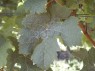 Blatt der Sorte Rotberger