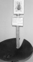 "Zigareweckler-Pann"
