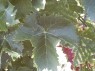 Blatt der Sorte Trollinger
