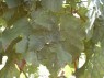 Blatt der Sorte Veltliner 