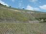 Abstufungen im Weinberg