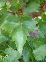Blatt der Sorte Gänsfüßer