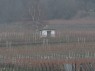 Weinbergshäuschen bei Rhodt unter Rietburg 