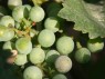 Beeren der Traube