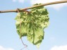 Reblaus: Blattgallen