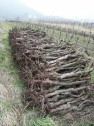 ausgehauene Reben mit Wurzeln