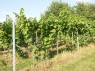 Umkehrerziehung im August