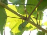 Blatt mit Blattstiel am Rebtrieb