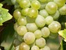 Beeren der Sorte Slankamenka Bela