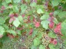 Roter Brenner an der Sorte Dunkelfelder