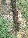 Riesling mit Frostmauke