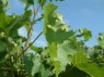 Reblaus an Muskat Bleu