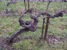 Rebstock im ältesten Traminerweinberg in Rhodt unter Rietburg