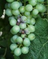 Botrytis durch den Sauerwurm an Müller-Thurgau 