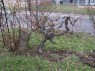 ältester Traminerweinberg in Rhodt unter Rietburg