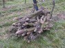 ausgehauene Reben