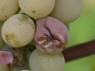 Botrytis nach Aufplatzen, an der Sorte Noah 