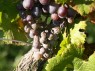 Oidium an Elbling Blau