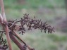Kamm: Stielgerüst ohne Beeren
