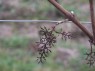 Stielgerüst ohne Beeren 