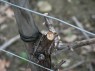 hinten: Reservezapfen