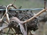mehjähriges Holz mit zwei- bzw. einjährigem Holz