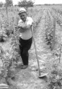 Bearbeitung des Weinbergbodens mit der Hacke