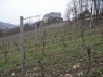 zum Vgl.: befestige Fruchtruten im Drahtrahmen im Jahr 2004