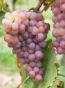 Veltliner Rot 