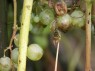 Biene als Traubenschädling 