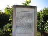 Chardonnay, Sortenbeschreibg.