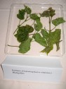 Reblaus, Blattgallen