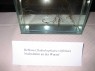 Reblaus, Nodositäten an der Wurzel