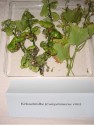 Kräuselmilbe