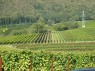 Weinlese mit Traubenvollernter