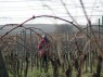 Befestigung der gebogenen Fruchtruten im Drahtrahmen