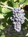 Pinot Noir /Blauer Spätburgunder 