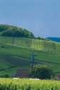 Weinberge am Hang 