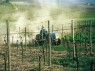 Häckseln des abgeschnittenen Rebholzes bei Trockenheit 