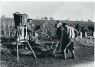 Einfüllen des Mists in den Korb, mit dem er in den Weinberg getragen wird