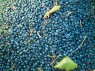 Beeren