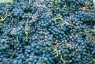 Blaue Trauben: Stielgerüste mit Beeren 