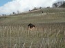 Weinbergshäuschen 