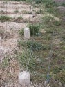 zum Vgl.: Anker für den Drahtrahmen in einer Neuanlage bei Bischoffingen
