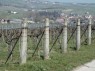 Betonpfähle am Ende der Drahtrahmenzeilen 